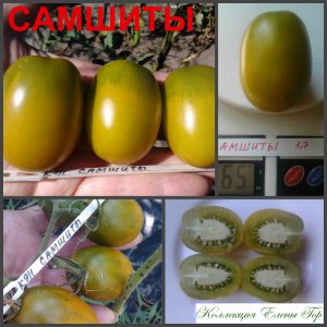 САМШИТЫ (BOXWOOD) - ранняя урожайная зеленая сливка, 10 семян