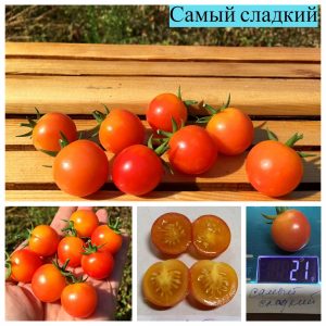 САМЫЙ СЛАДКИЙ (SWEETEST) - ранний урожайный медовый биколор
