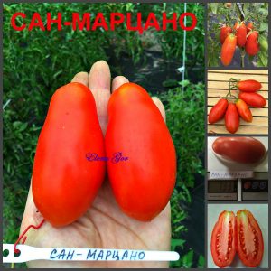 САН-МАРЦАНО (SAN MARZANO) - красная урожайная сливка
