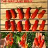 САН-МАРЦАНО МИНИ (MINI SAN MARZANO) - ранняя красная сливка, 5 семян САН-МАРЦАНО МИНИ (MINI SAN MARZANO) - ранняя красная сливка