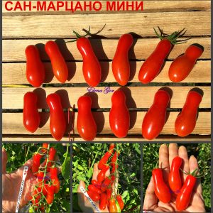 САН-МАРЦАНО МИНИ (MINI SAN MARZANO) - ранняя красная сливка