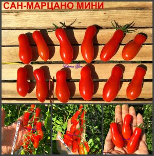 САН-МАРЦАНО МИНИ (MINI SAN MARZANO) - ранняя красная сливка, 5 семян САН-МАРЦАНО МИНИ (MINI SAN MARZANO) - ранняя красная сливка