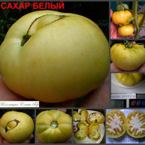 САХАР БЕЛЫЙ  (WHITE SUGAR) - кремовый бифштекс томат