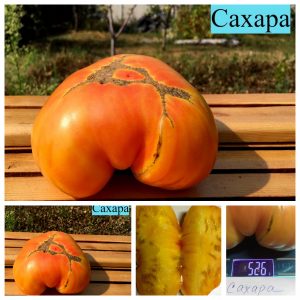 САХАРА (SAHARA) - ранний крупный биколор-томат
