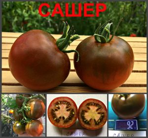САШЕР (SASHER) - ранний шоколадный сладкий томат, 10 семян САШЕР (SASHER) - ранний шоколадный сладкий томат