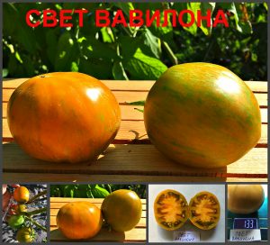 СВЕТ ВАВИЛОНА (BABYLONS GLOW) - охра-золотистый томат, 10 семян