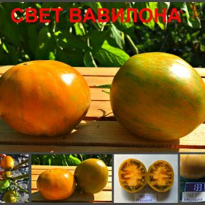СВЕТ ВАВИЛОНА (BABYLONS GLOW) - охра-золотистый томат, 10 семян
