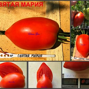СВЯТАЯ МАРИЯ (SANTA MARIA) - ранняя красная сладкая сливка