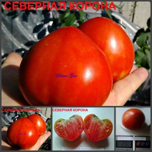 СЕВЕРНАЯ КОРОНА (NORTHERN CROWN) - красное сердце