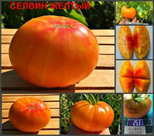 СЕЛВИН ЖЕЛТЫЙ (SELWIN YELLOW) - яркий сладкий биколор, 10 семян СЕЛВИН ЖЕЛТЫЙ (SELWIN YELLOW) - яркий сладкий биколор