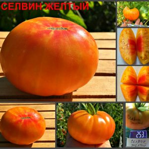 СЕЛВИН ЖЕЛТЫЙ (SELWIN YELLOW) - яркий сладкий биколор