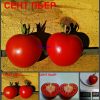 СЕНТ ПЬЕР (SENT PIERRE) - красный урожайный томат