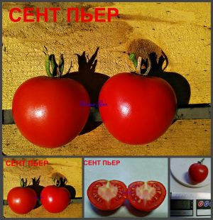 СЕНТ ПЬЕР (SENT PIERRE) - красный урожайный томат