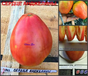 СЕРДЦЕ АНДЖЕЛИНЫ (ANGELINA’S HEART) - раннее розовое сердце