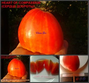 СЕРДЦЕ ДОБРОТЫ (HEART OF COMPASSION) - раннее розовое сердце