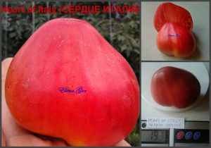 СЕРДЦЕ ИТАЛИИ (HEART OF ITALY) - раннее розовое сердце