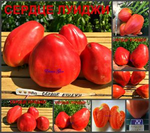 СЕРДЦЕ ЛУИДЖИ (CUORE DI BUE LUIGI) - раннее розовое сердце