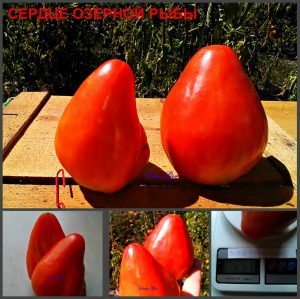 СЕРДЦЕ ОЗЕРНОЙ РЫБЫ (LAKE FISH HEART) - раннее красное плотное сердце