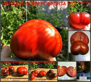 СЕРЖАНТ ПЕППЕРС БРОНЗА - красно-оранжевое сладкое сердце