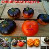 СИБИРСКАЯ РАДУГА (SIBERIAN RAINBOW) - оранжево-синий сладкий томат
