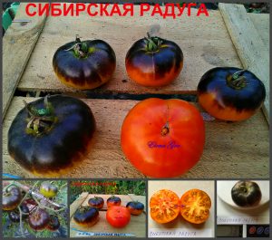 СИБИРСКАЯ РАДУГА (SIBERIAN RAINBOW) - оранжево-синий сладкий томат