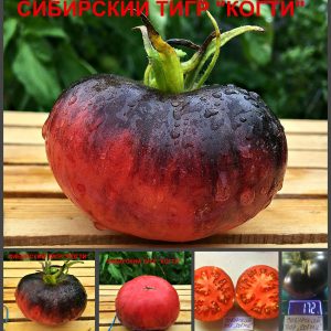 СИБИРСКИЙ ТИГР "КОГТИ" - розово-синий сладкий бифштекс