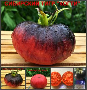 СИБИРСКИЙ ТИГР "КОГТИ" (SIBERIAN TIGER "CLAWS") - розово-синий сладкий бифштекс, антоциан, 10 семян СИБИРСКИЙ ТИГР "КОГТИ" - розово-синий сладкий бифштекс