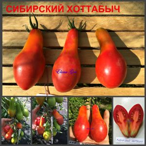 СИБИРСКИЙ ХОТТАБЫЧ (SIBERIAN HOTTABYCH) - розовая удлиненная сливка