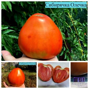 СИБИРЯЧКА ОЛЕЧКА (SIBIRYACHKA OLECHKA). Среднеспелое ярко-красное крупное сердце