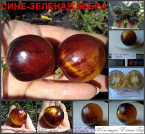 СИНЕ-ЗЕЛЕНАЯ ЗЕБРА (BLUE-GREEN ZEBRA), США.