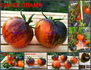 СИНЕЕ ПЛАМЯ (FIRE BLUE) - оранжево-синий томат, антоциан