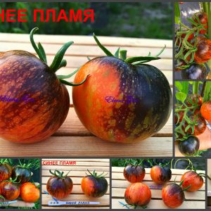 СИНЕЕ ПЛАМЯ (FIRE BLUE) - оранжево-синий томат, антоциан
