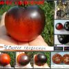 СИНЕЕ УДИВЛЕНИЕ (BLUE SURPRISE) - красно-синий томат