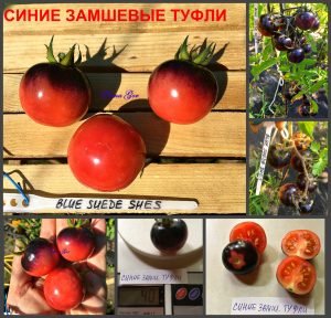 СИНИЕ ЗАМШЕВЫЕ ТУФЛИ (Blue Suede Shes) - розово-синий томат, антоциан, 10 семян СИНИЕ ЗАМШЕВЫЕ ТУФЛИ (Blue Suede Shes) - розово-синий томат