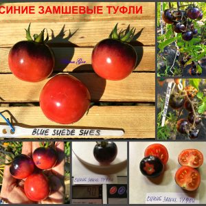 СИНИЕ ЗАМШЕВЫЕ ТУФЛИ (Blue Suede Shes) - розово-синий томат