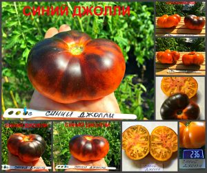 СИНИЙ ДЖОЛЛИ (BLUE JOLLIES) - оранжево-синий биколор