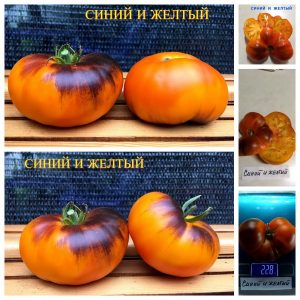 СИНИЙ И ЖЕЛТЫЙ (BLUE AND YELLOW) - оранжево-синий биколор