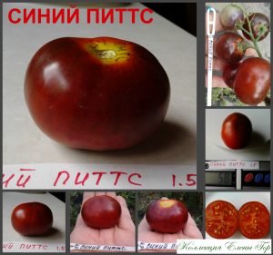 СИНИЙ ПИТТС (BLUE PITTS) - вишнево-синий томат, антоциан, 10 семян СИНИЙ ПИТТС (BLUE PITTS) - вишнево-синий томат, антоциан