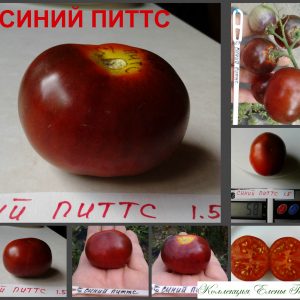 СИНИЙ ПИТТС (BLUE PITTS) - вишнево-синий томат, антоциан