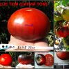 СИНИЙ ТОМ (BLUE TОМ) - красно-синий крупноплод. САМЫЕ РЕДКИЕ ТОМАТЫ (СЕМЕНА)