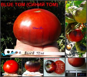 СИНИЙ ТОМ (BLUE TОМ) - красно-синий крупноплод, антоциан, 10 семян СИНИЙ ТОМ (BLUE TОМ) - красно-синий крупноплод. САМЫЕ РЕДКИЕ ТОМАТЫ (СЕМЕНА)