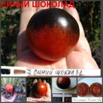 СИНИЙ ШОКОЛАД (BLUE CHOCOLATE) - шоколадный томат. ПРОДАЖА СЕМЯН ПОМИДОР