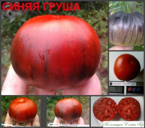 СИНЯЯ ГРУША (BLUE PEAR) - красно-синий трюфель, антоциан, 10 семян Сорт томатов СИНЯЯ ГРУША (BLUE PEAR)