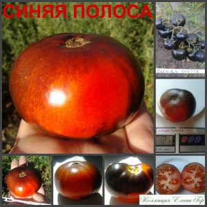 СИНЯЯ ПОЛОСА (BLUE STREAK). Cредне-ранний очень красивый томат