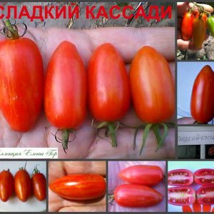 СЛАДКИЙ КАССАДИ (SWEET CASSADY) - сладкая плотная сливка-черри