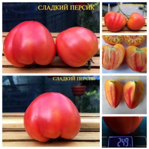 СЛАДКИЙ ПЕРСИК (SWEET PEACH) - розовое сладкое сердце-биколор