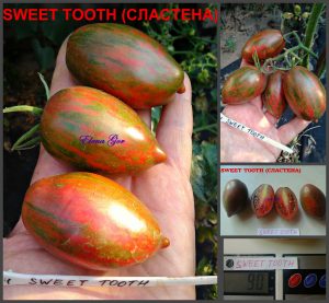 СЛАСТЕНА (SWEET TOOTH) - ранняя пурпурная сливка