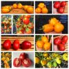 СЛИВКА БЕНДРИКА КРАСНАЯ (BENDRICK's RED PLUM) - красная урожайная сливка, 10 семян 3973 СЛИВКА БЕНДРИКА КРАСНАЯ - красный супер-урожайный трюфель 3973
