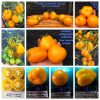 СЛИВКА БЕНДРИКА ЖЕЛТАЯ (BENDRICK's YELLOW PLUM) - желтая супер-урожайная сливка, 10 семян СЛИВКА БЕНДРИКА ЖЕЛТАЯ - желтый супер-урожайный трюфель