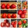 СЛИВКА БЕНДРИКА КРАСНАЯ (BENDRICK's RED PLUM) - красная урожайная сливка, 10 семян СЛИВКА БЕНДРИКА КРАСНАЯ - красный супер-урожайный трюфель
